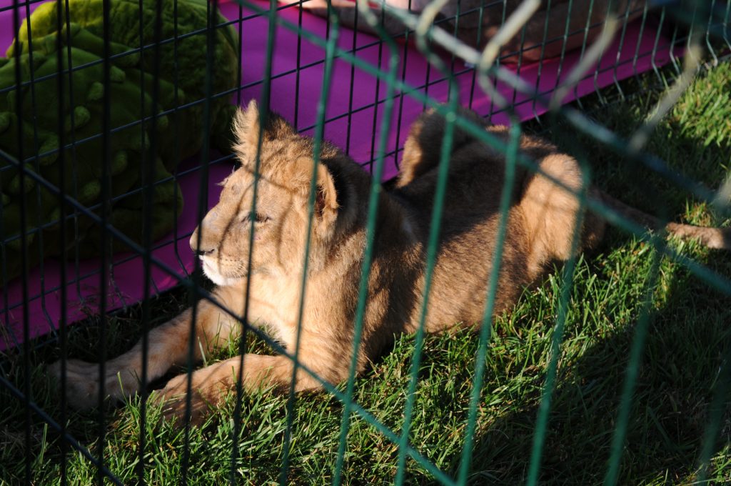 Organisation événements décoration team building jeux arbre de noel spectacle Organisation événément production arbre de noel team building soirée animations gonglable animations enfants artistes père noel nice canne menton monaco mougins juan les pins vence