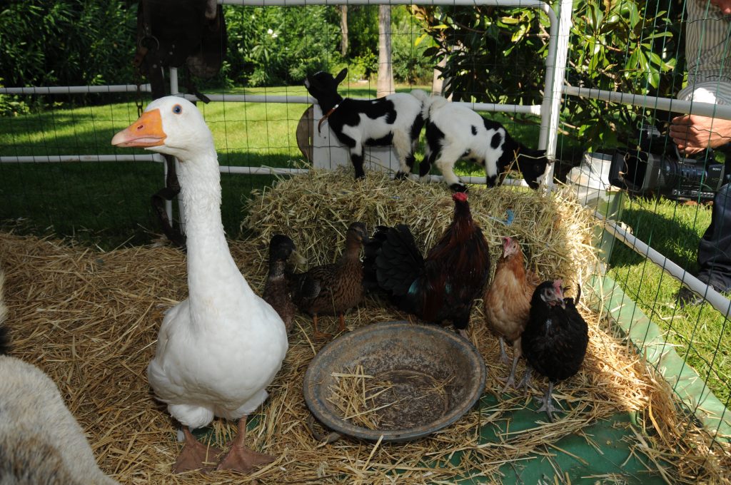 Organisation événements décoration team building jeux arbre de noel spectacle Organisation événément production arbre de noel team building soirée animations gonglable animations enfants artistes père noel nice canne menton monaco mougins juan les pins vence